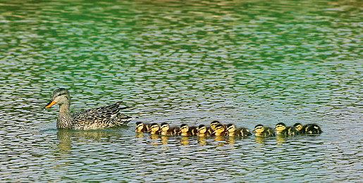 《乡野奇运》试玩版发布!支持简中!